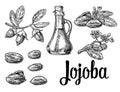 Jojoba fruit with glass jar. Hand drawn vector vintage engraved illustration.