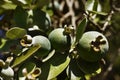 Jojoba fruits