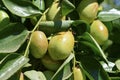 Jojoba green plant