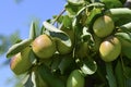 Jojoba green plant