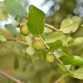 Jojoba green plant