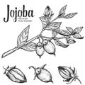 Jojoba nut, seed, fruit, branch, leaf, fruit. Organic oil nutrition healthy food. Engraved hand drawn vintage retro vector illustr