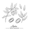 Jojoba plant hand drawn collection