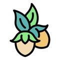 Jojoba plant icon color outline vector