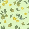 Jojoba plant seamless pattern. Vector illustration of branches with green leaves and flowers and fruits