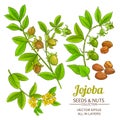 Jojoba plant vector