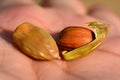 Jojoba seeds Royalty Free Stock Photo