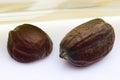 Jojoba seeds (Simmondsia chinensis) Royalty Free Stock Photo