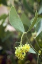 Jojoba (Simmondsia chinensis) Royalty Free Stock Photo