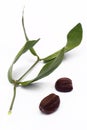 Jojoba (Simmondsia chinensis) leaves and seeds Royalty Free Stock Photo