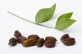 Jojoba Simmondsia chinensis leaves and seeds Royalty Free Stock Photo