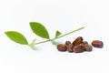 Jojoba Simmondsia chinensis leaves and seeds