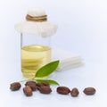 Jojoba Simmondsia chinensis leaves, seeds and oil