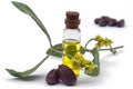 Jojoba Simmondsia chinensis oil, leaves, flower and seeds Royalty Free Stock Photo