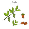 Jojoba Simmondsia chinensis or wild hazel, branch with fruits