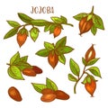 Jojoba sketch plant fruit seeds for jojoba oil