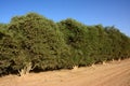 Jojoba trees Royalty Free Stock Photo