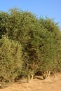 Jojoba trees Royalty Free Stock Photo
