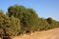 Jojoba trees Royalty Free Stock Photo