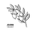 Jojoba vector drawing. Isolated vintage illustration of fruit. Organic essential oil engraved style sketch