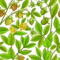 Jojoba vector pattern