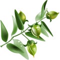 Jojoba on white background