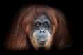 The joker grins Face  a smart orangutan isolated on black background Royalty Free Stock Photo