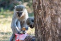 2 joker Vervet monkeys Royalty Free Stock Photo