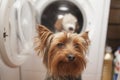 Joking picture, washing a small dog in a place with a toy dog in the washing machine,