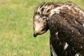 A joking young bald eagle