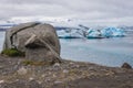 Shore of Jokulsarlon lake in Iceland Royalty Free Stock Photo