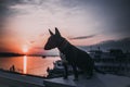 Jolly dog running and playing against the sunset