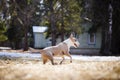 Jolly dog running and playing