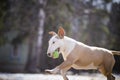 Jolly dog running and playing Royalty Free Stock Photo