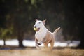 Jolly dog running and playing Royalty Free Stock Photo