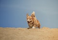 Jolly dog running and playing Royalty Free Stock Photo