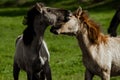 Jolly games of tarpan foals. Cute little horses jumping up head up in nature reserve Royalty Free Stock Photo