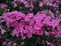 Jolt pink dianthus Royalty Free Stock Photo