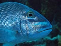 Jolthead porgy Royalty Free Stock Photo