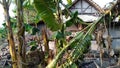 Jombang, Indonesia, 04 October 2023, a Tanjung resident's house collapsed due to strong winds