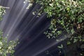 Ray of light in Jomblang cave.