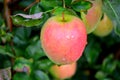 Jonagold Apple Royalty Free Stock Photo