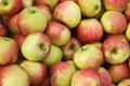 Jonagold apples Royalty Free Stock Photo