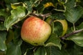 Jonagold apples on a tree branch in orchard nice autumn day Royalty Free Stock Photo