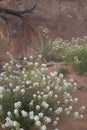 Jones' Pepperplant white flower in utah