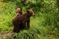 Jonge beren Royalty Free Stock Photo