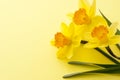 Jonquil flower