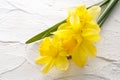 Jonquil flower