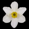 Jonquil flower. Royalty Free Stock Photo