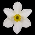 Jonquil flower.